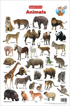 wild animals images with names pdf